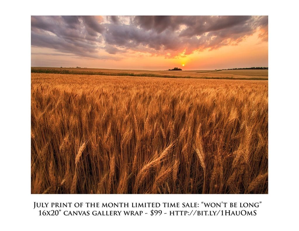 Kansas Wheat Field