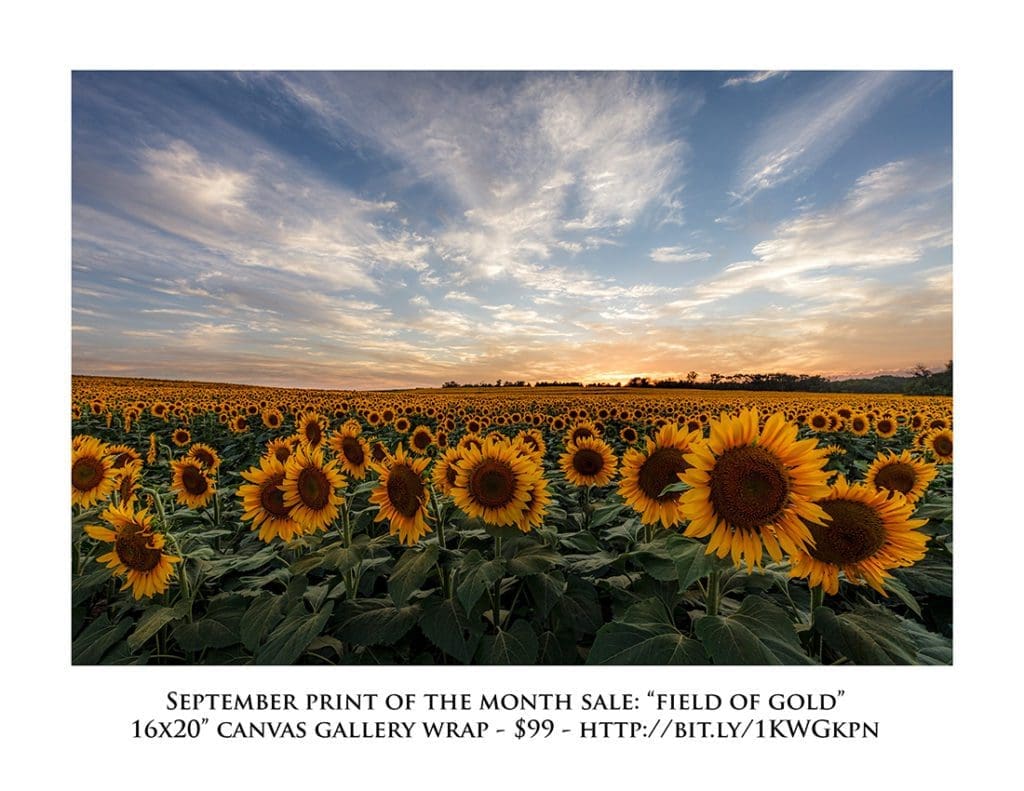 Field of Gold