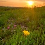 Primrose and sunset