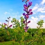Wild Blue Indigo