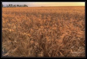 Waiting for Harvest Waiting for Harvest