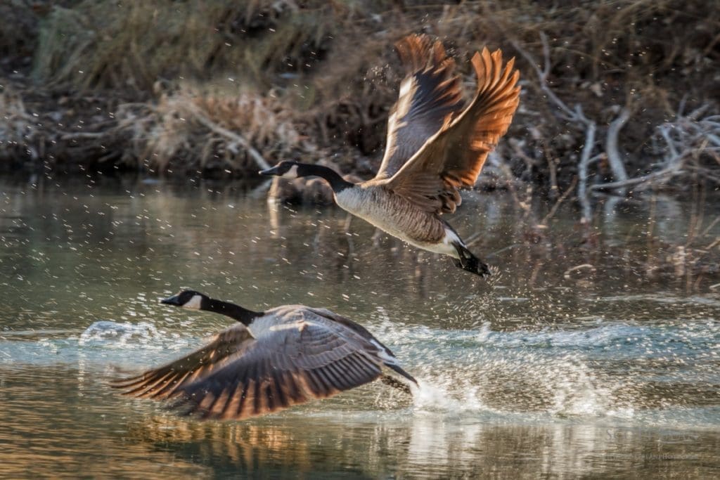 Canada geese in flight
