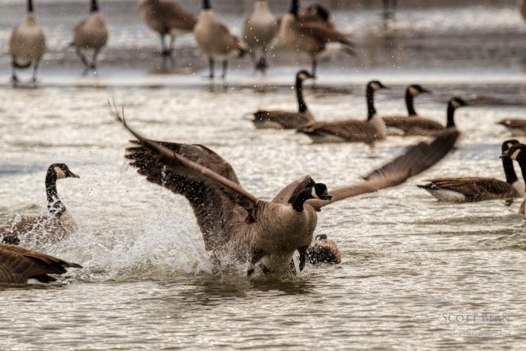 Dispute between two geese